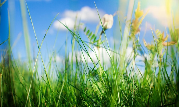 Green grass with blue sky on background Natural texture Natural background for design