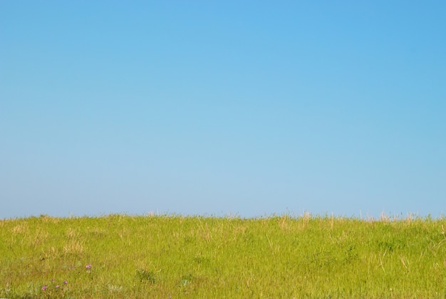 Erba verde con cielo azzurro e nuvole.