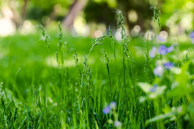 ボケ味の背景を持つ緑の草新鮮な葉の緑の牧草地とぼやけた自然の風景