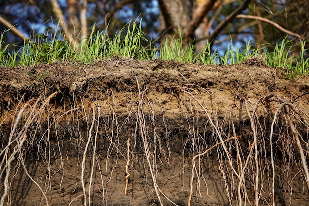 Green grass with a cross-section of the ground and protruding roots