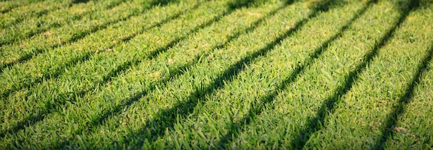 Green grass with dark shadow of fence Blank backdrop close up view with details banner