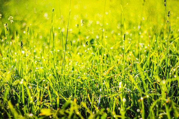 Green grass with dew drops in sunlight, background for design_