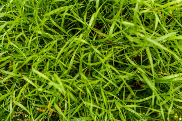 Green grass with drops of dew