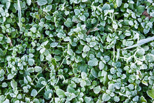 写真 表面に霜が降りた緑の草