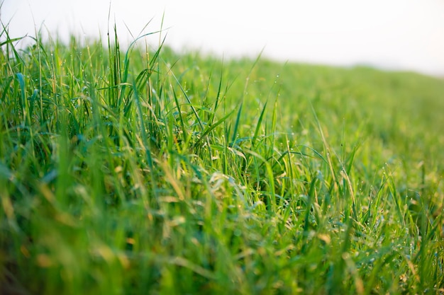 Зеленая трава с утренней росой