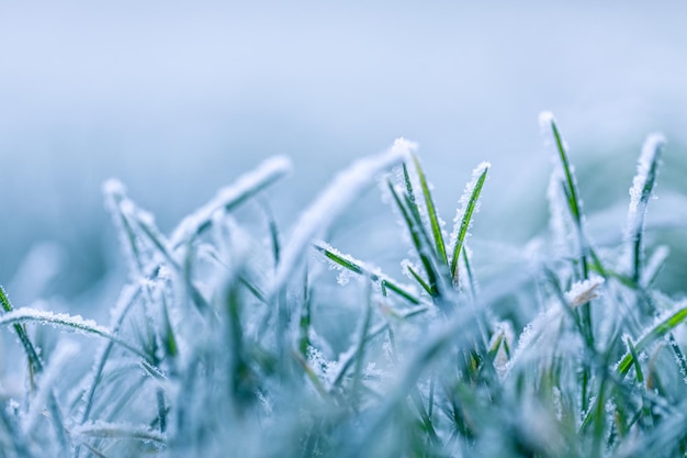 庭に朝の霜と日差しのある緑の草、日の出の牧草地に凍った草