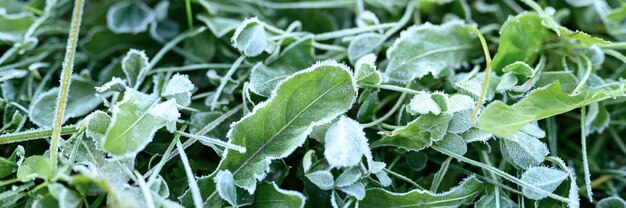 Green grass with morning hoarfrost in garden, frozen grass with frost on meadow at sunrise. textured pattern of natural background. banner