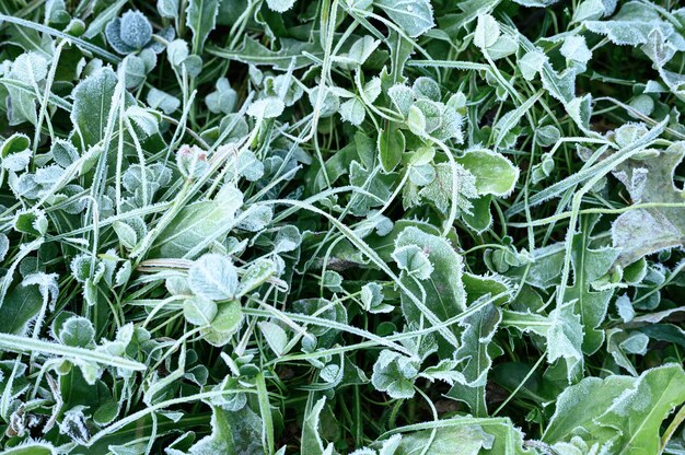 庭の朝の霜と緑の草、日の出の牧草地に霜と凍った草