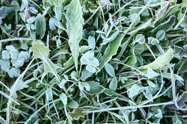 Erba verde con brina mattutina in giardino, erba congelata con brina sul prato all'alba