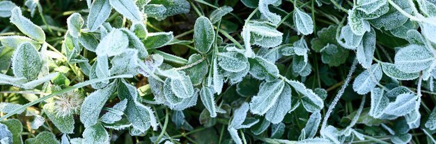 아침에 흰 서리와 햇빛이 있는 푸른 잔디, 일출 때 초원에 서리가 있는 얼어붙은 풀. 자연 배경의 질감된 패턴입니다. 평면도. 배너