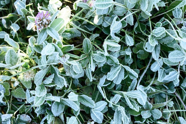 Green grass with morning hoarfrost and sunlight in garden, frozen grass with frost on meadow