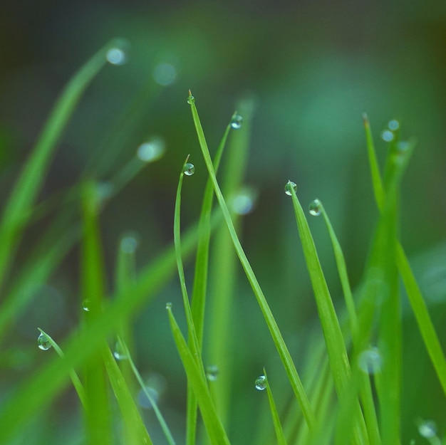  the green grass with raindrops in the garden