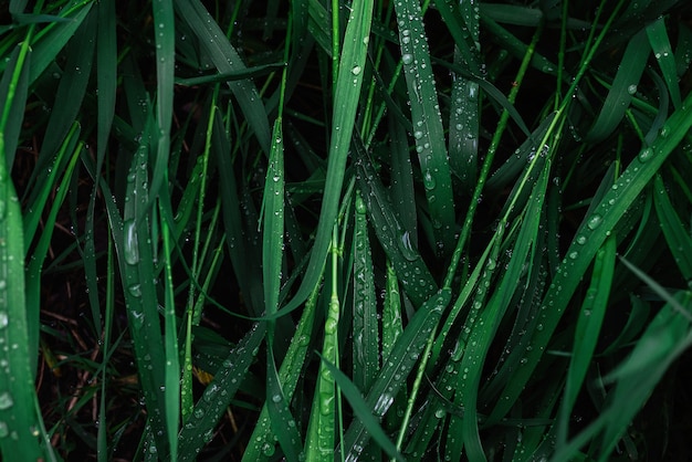 雨滴の表面を持つ緑の草。上面図。