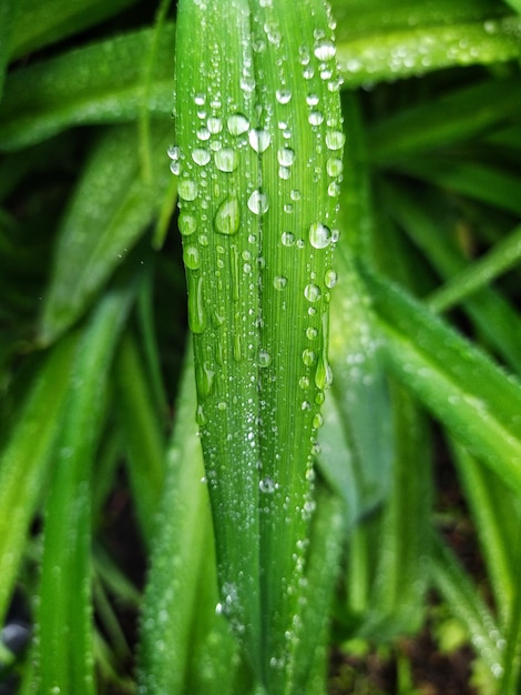 雨滴と緑の芝生