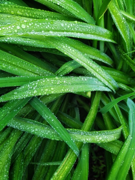 Green grass with raindrops