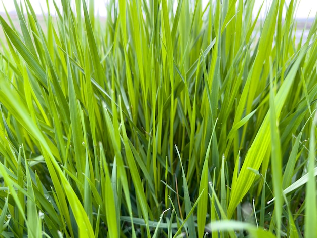 Photo green grass with small dew drops on it