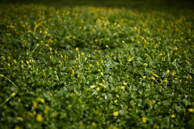 Green grass with small yellow flowers Background