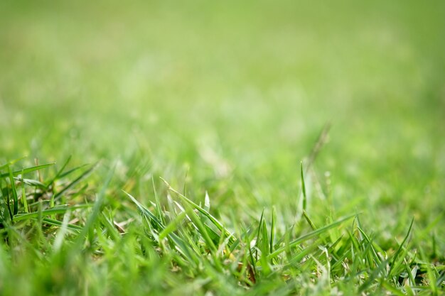 Photo green grass with soft focus for background.