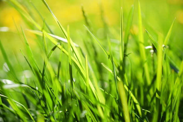 Green grass with sunlight