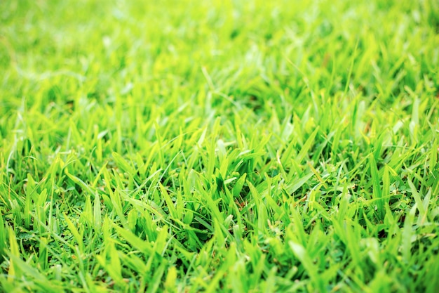 Green grass with sunrise.