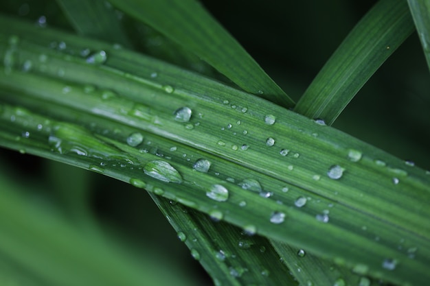 日差しの中で水滴を持つ緑の草