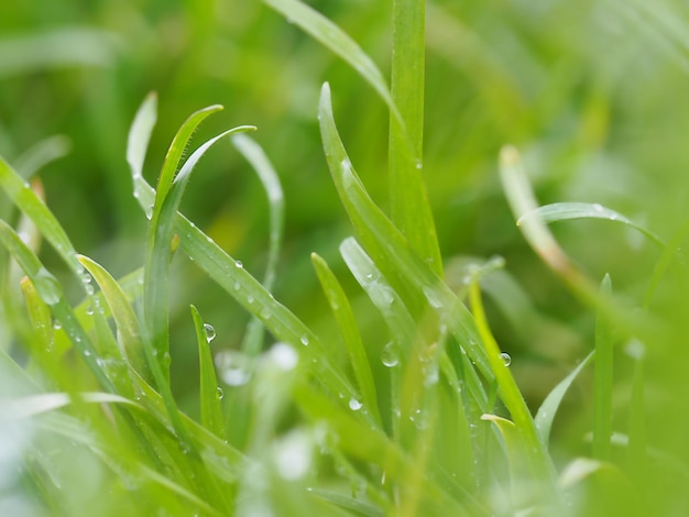 Green grass with water droplets close-up, dew, rain, summer, natural abstract background
