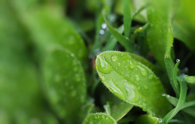 Erba verde con gocce d'acqua ravvicinate, rugiada, pioggia, estate, sfondo astratto naturale