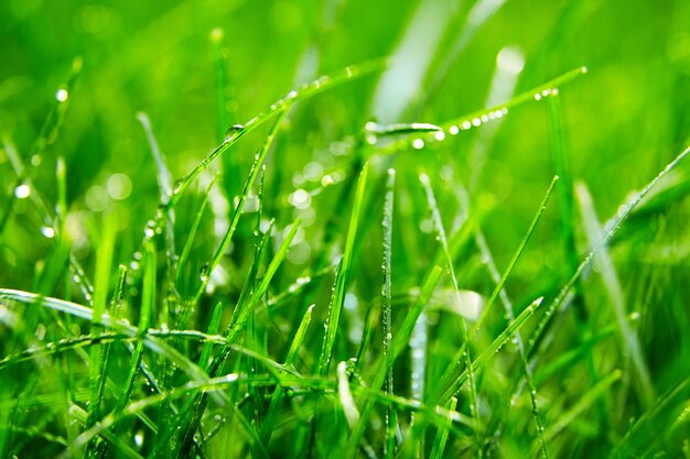 Green grass with water droplets on the leaves. Lawn. Morning freshness