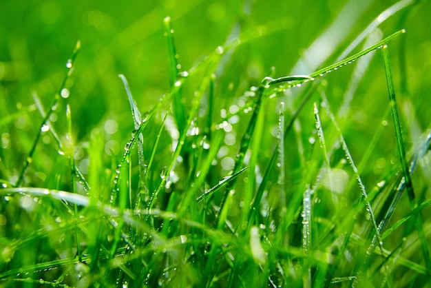 Green grass with water droplets on the leaves Lawn Morning freshness