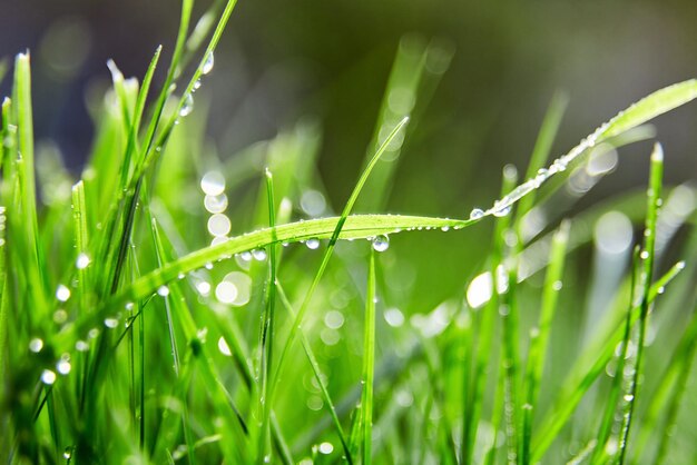 Green grass with water droplets on the leaves Lawn Morning freshness