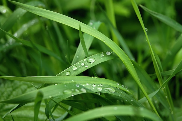 水滴と緑の芝生。雨の後