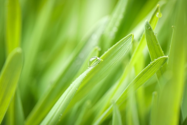 Green grass with water drops on blurred background closeup