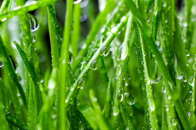 Photo green grass with water drops