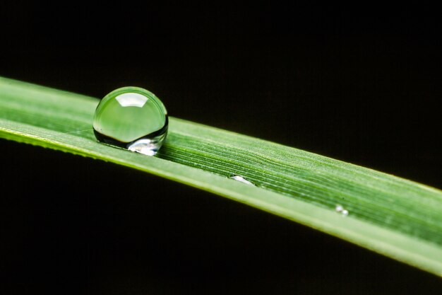 Green grass with water drops