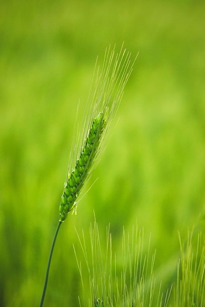 小麦がついた緑の草