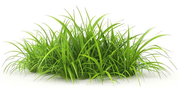 a green grass with a white background