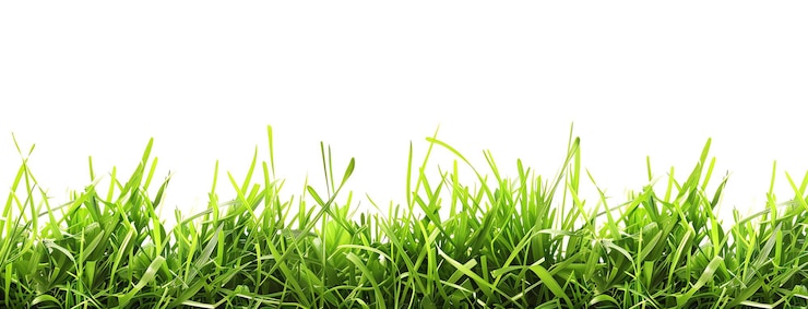Photo green grass with a white background