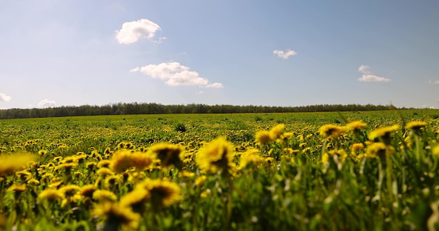 晴れた天気の野原で緑の草と黄色い<unk>豆