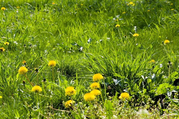 green grass and yellow dandelions