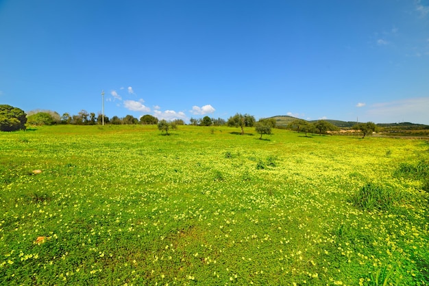 Green grass and yellow flowers under a blue sky