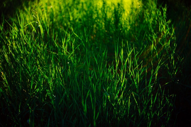 Green grass.