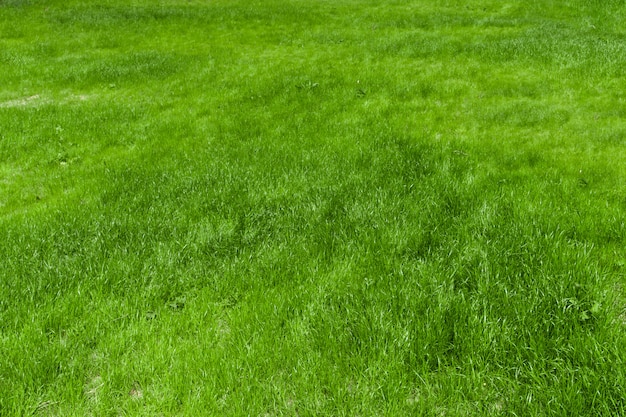 Green grass 