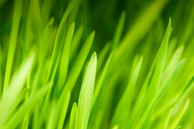 Photo green grass