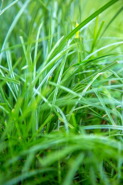 Green grass