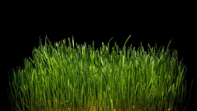 Photo green grass