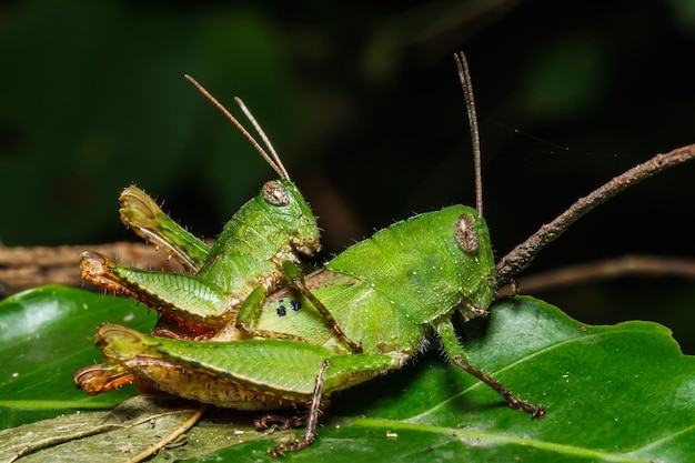 Green grasshoper on leaf