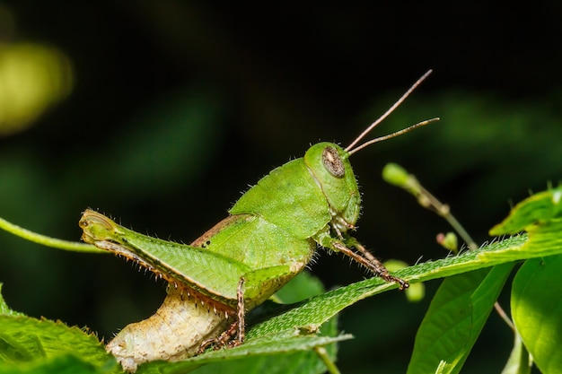 Green grasshoper on leaf