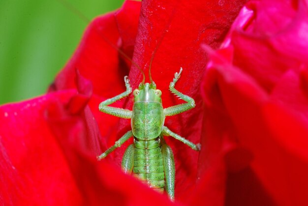 Green grasshopper bloom