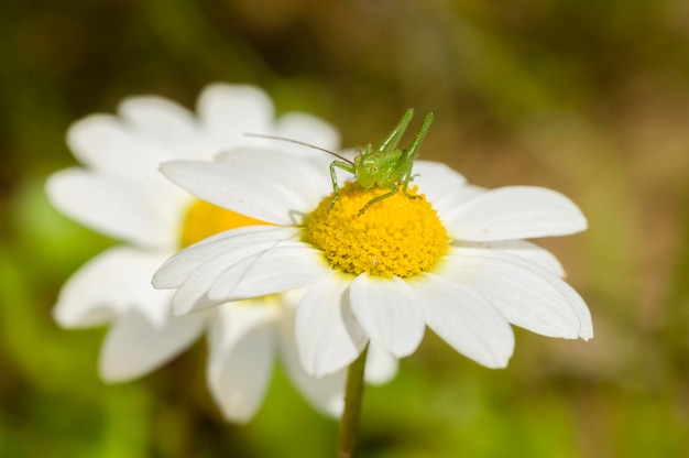 Cavalletta verde sul fiore di camomilla