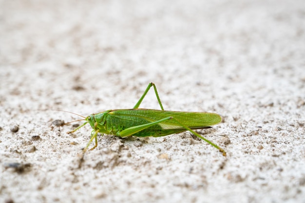 벽을 기어가는 녹색 메뚜기 귀뚜라미 곤충 Bushcricket Tettigonia viridissima